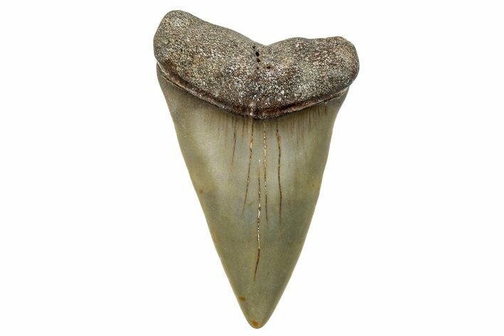 Fossil Broad-Toothed Mako Shark Tooth - North Carolina #272979